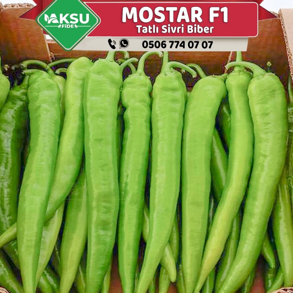 Mostar F1 Sivri Biber Fidesi