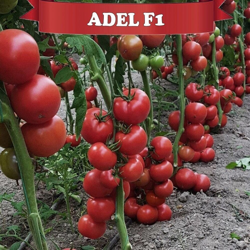 Adel F1 Güzlük Domates Fidesi