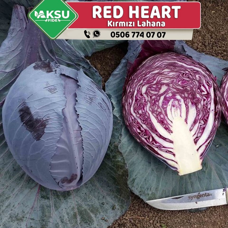 Red Heart Kırmızı Lahana Fidesi