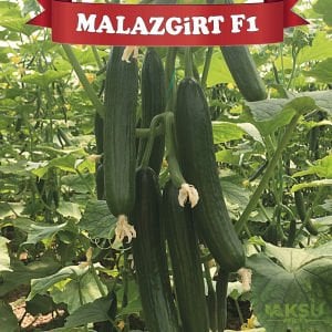 Malazgirt F1 Hıyar Fidesi