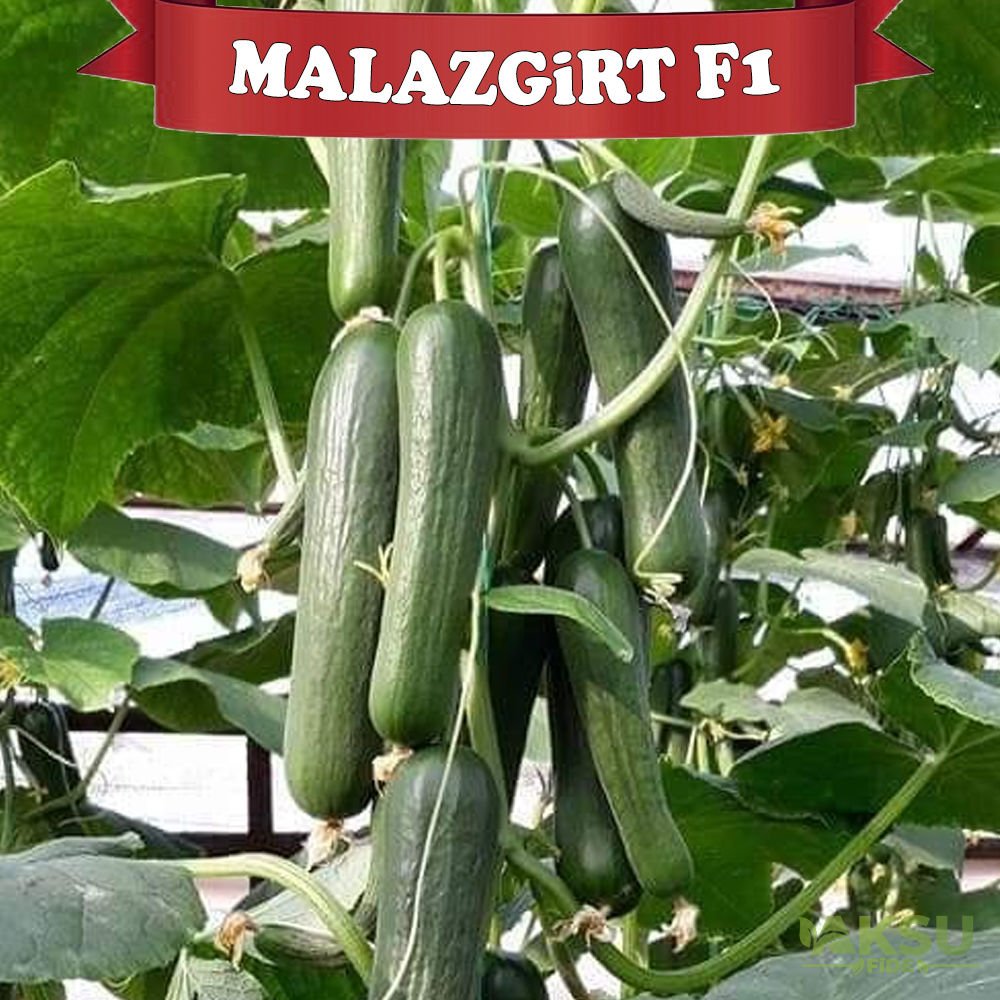 Malazgirt F1 Hıyar Fidesi