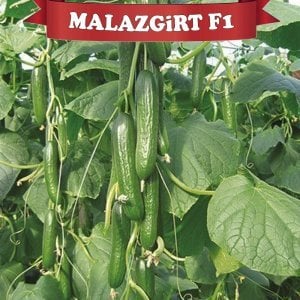 Malazgirt F1 Hıyar Fidesi