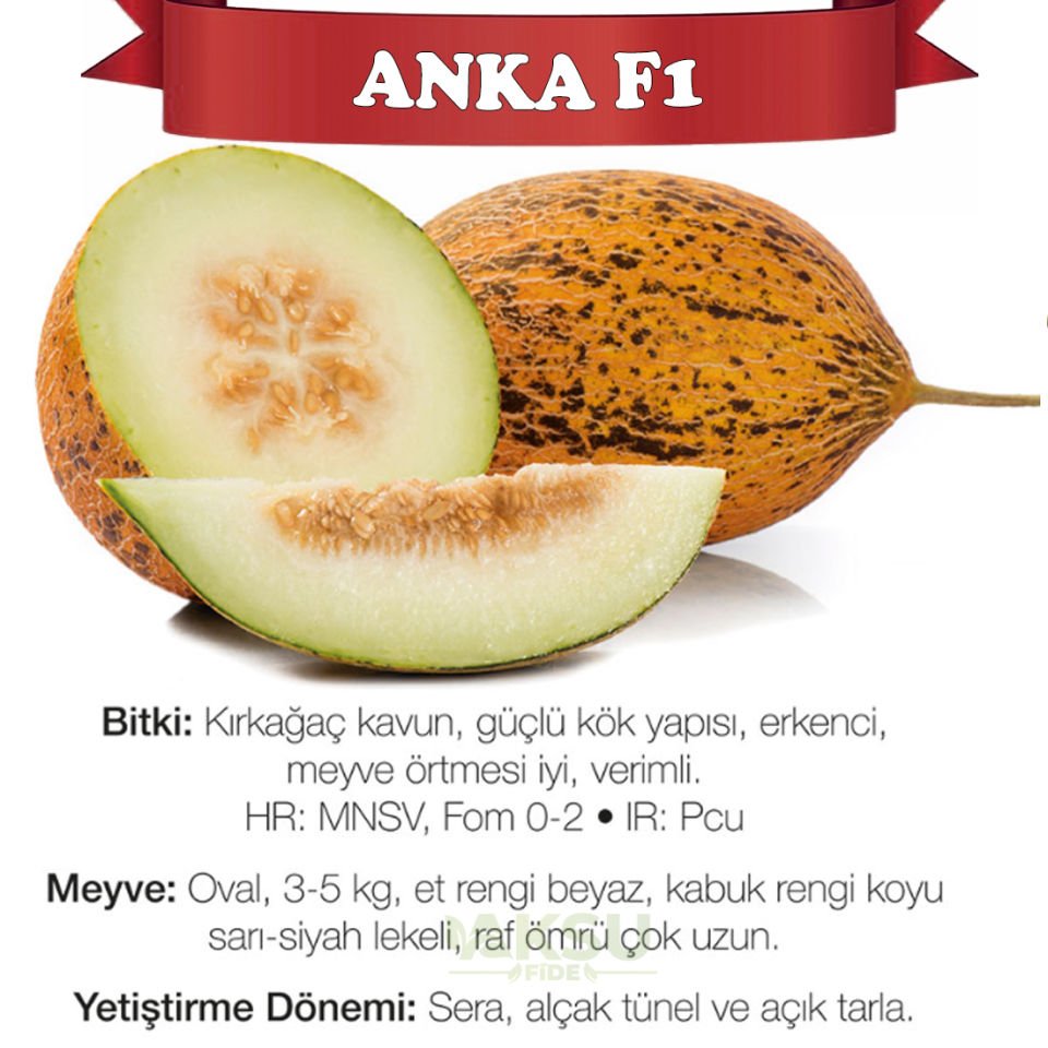 Anka F1 Kırkağaç Kavun Fidesi
