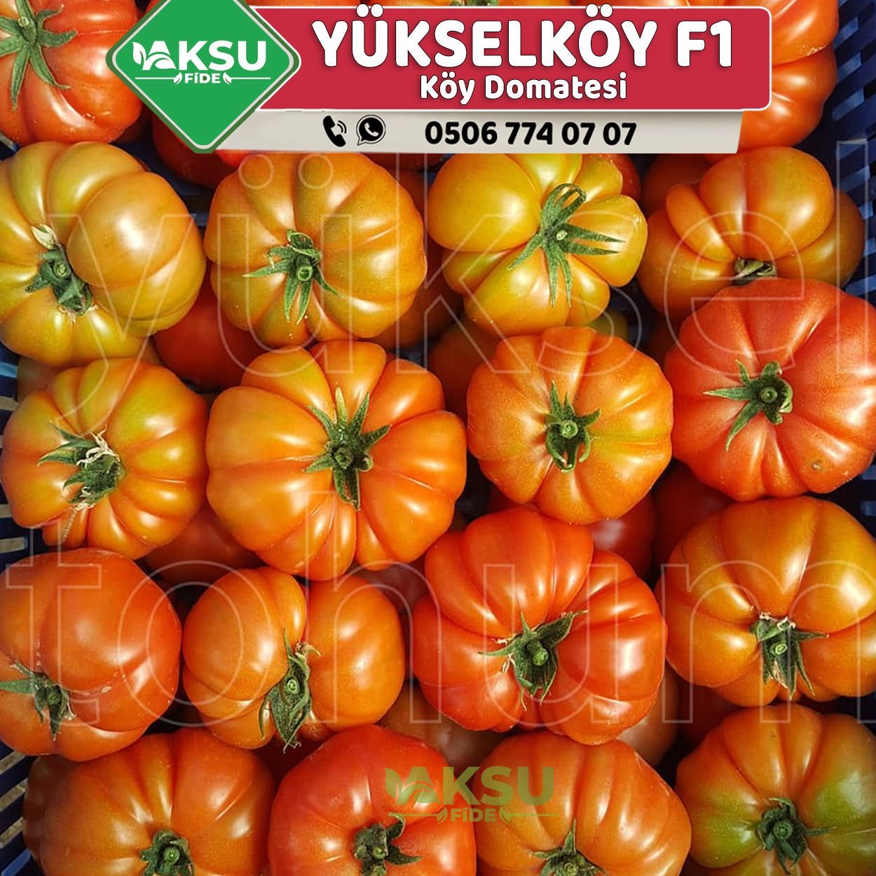 Yükselköy F1 Köy Domatesi Fidesi