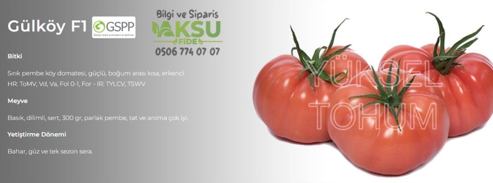 Gülköy F1 Pembe Köy Domatesi Fidesi
