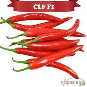 Clf F1 Şili Biber Fidesi