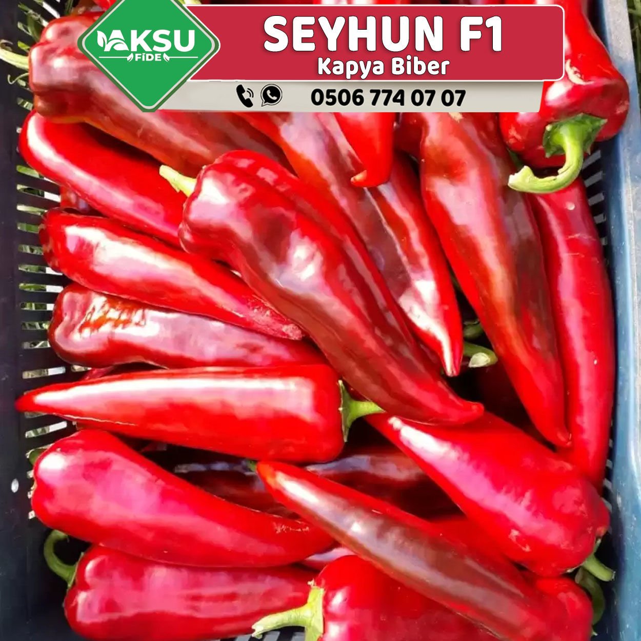 Seyhun F1 Kapya Biber Fidesi