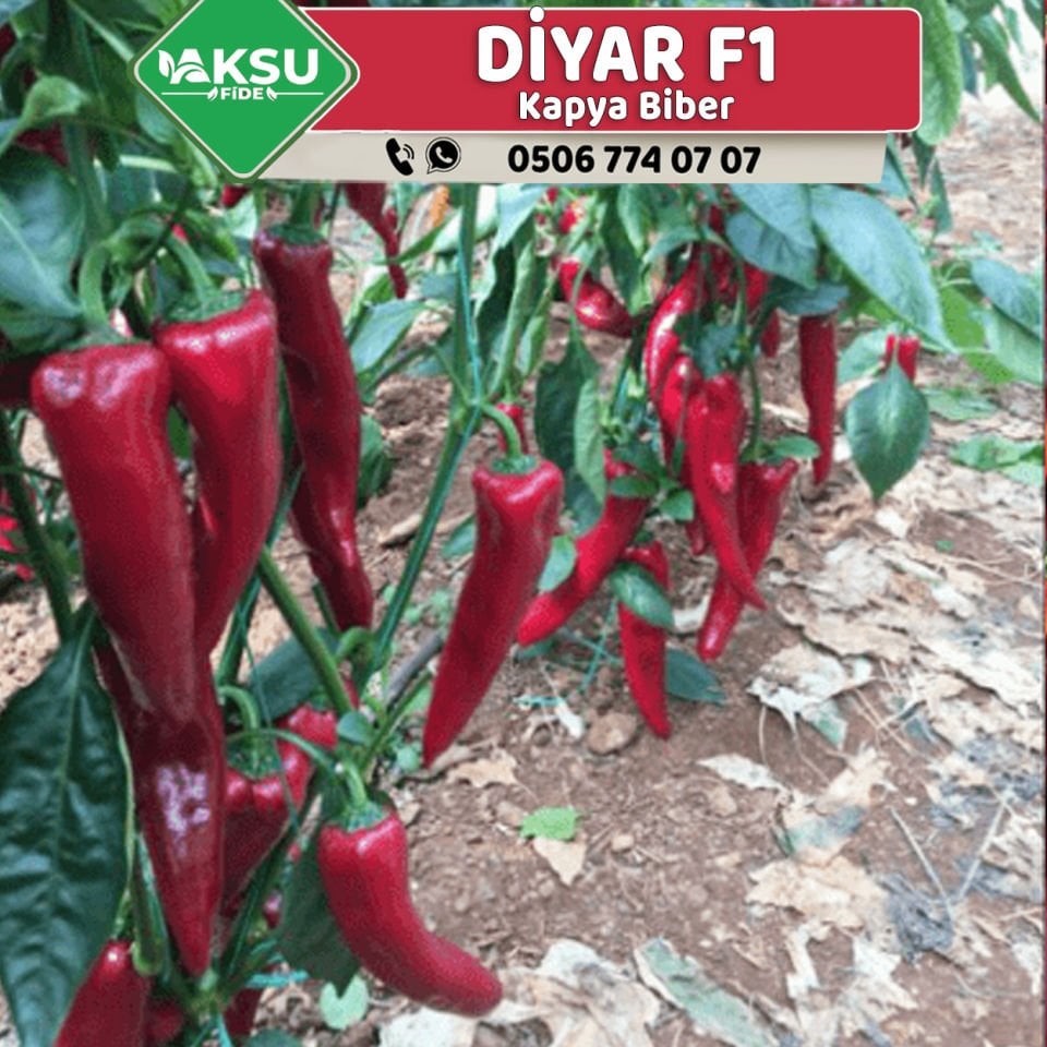Diyar F1 Kapya Biber Fidesi
