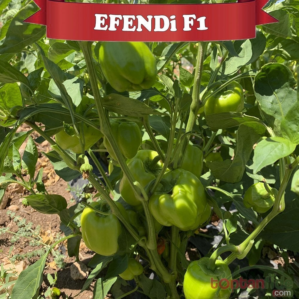 Efendi F1 Dolma Biber Fidesi