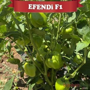 Efendi F1 Dolma Biber Fidesi