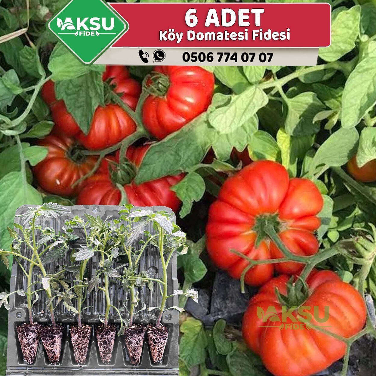 6 Adet Dilimli Köy Domatesi Fidesi