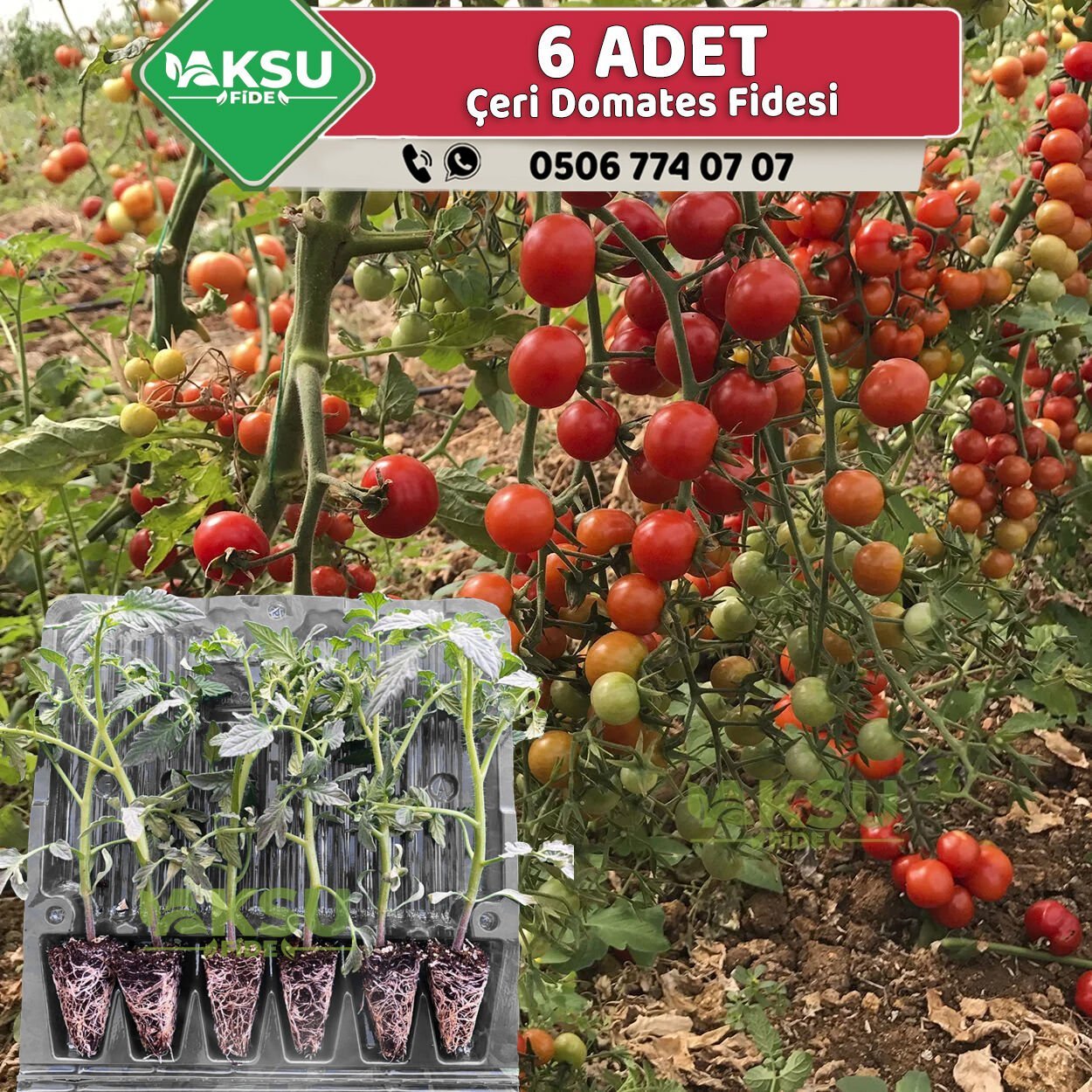 6 Adet Çeri Domates Fidesi