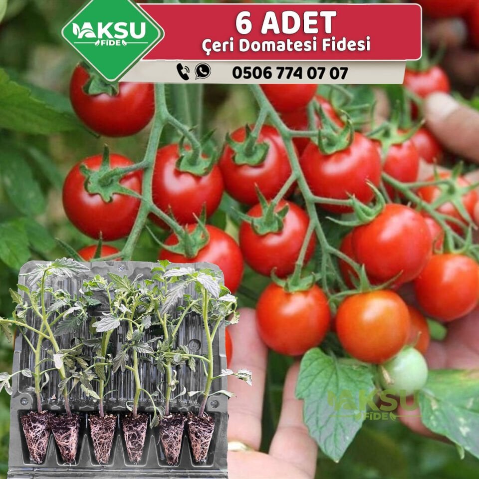 6 Adet Çeri Domates Fidesi