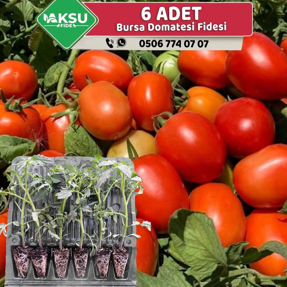 6 Adet Salçalık Domates Fidesi