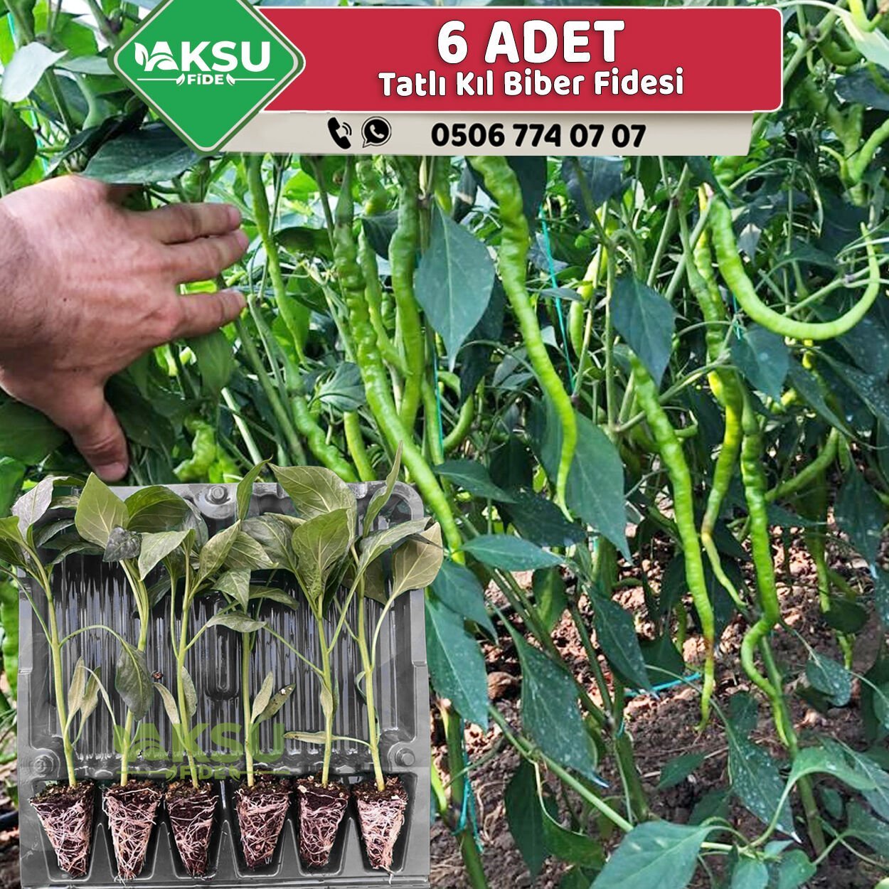 6 Adet Tatlı Kıl Biber Fidesi
