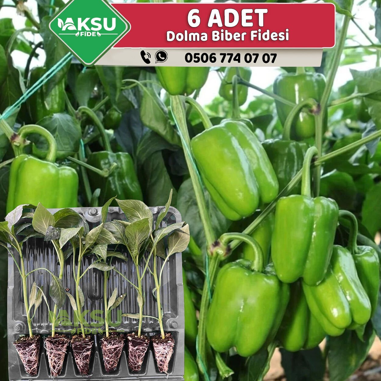 6 Adet Dolma Biber Fidesi