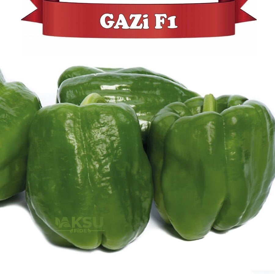 Gazi F1 Antep Acı Dolma Biber Fidesi