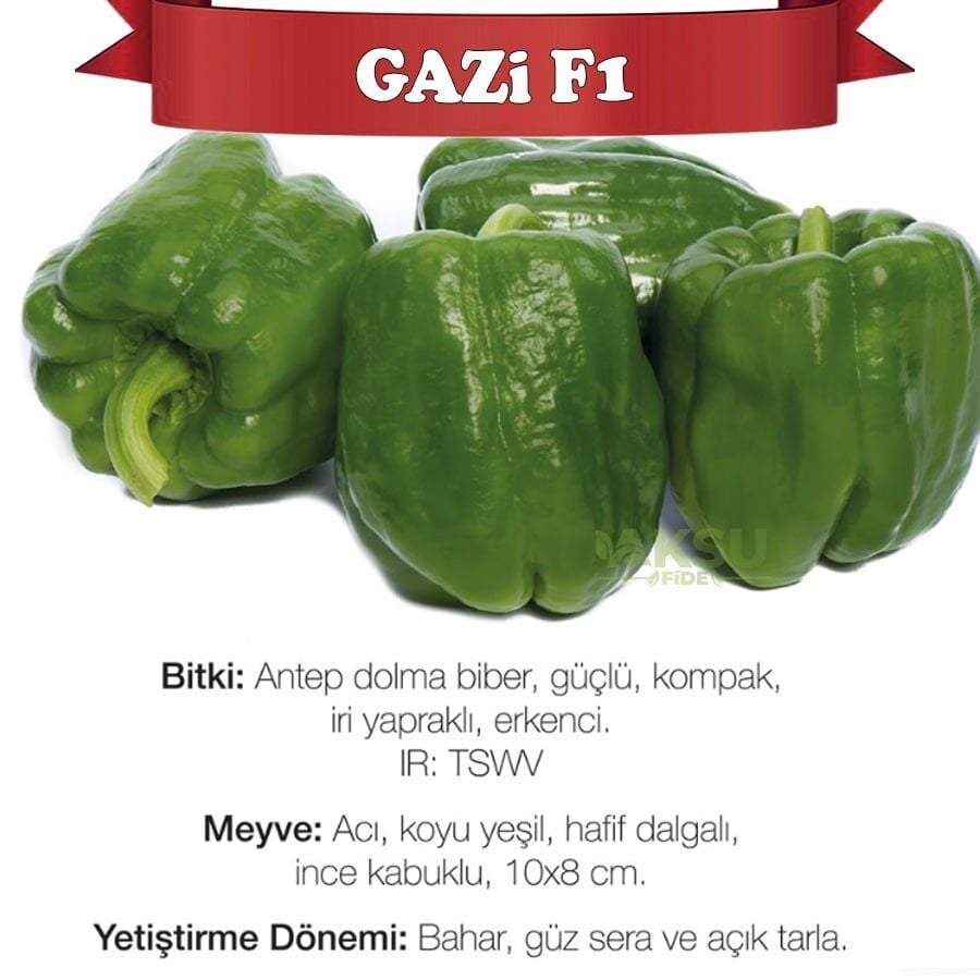Gazi F1 Antep Acı Dolma Biber Fidesi