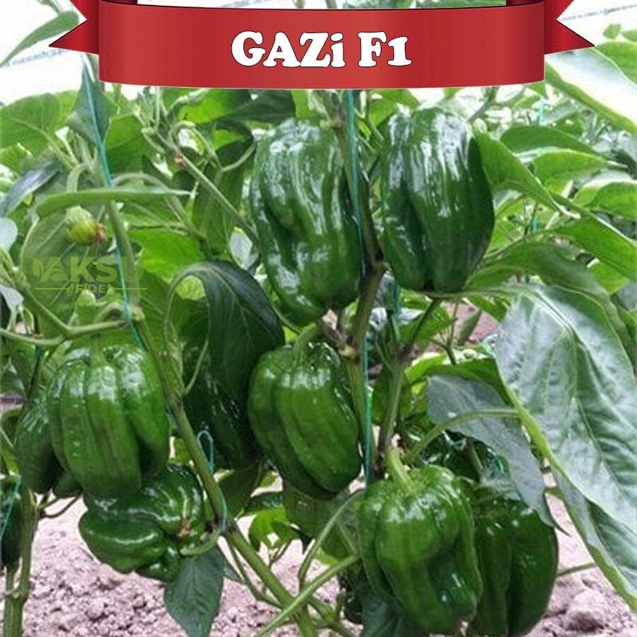 Gazi F1 Antep Acı Dolma Biber Fidesi