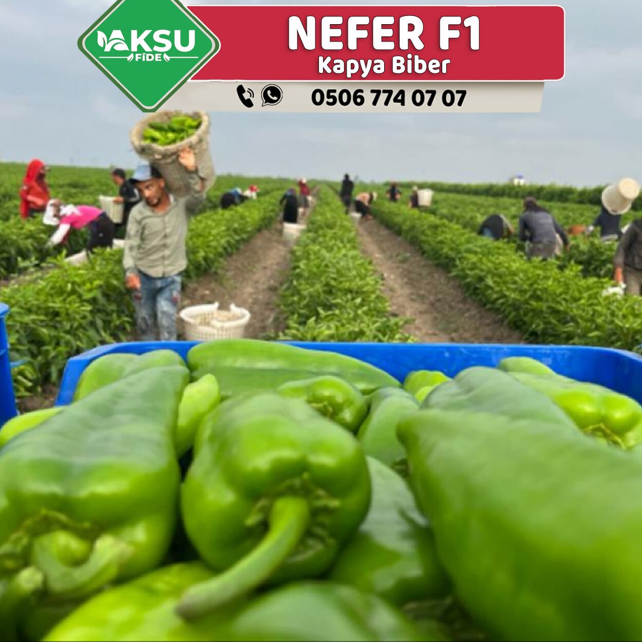 Nefer F1 Kapya Biber Fidesi