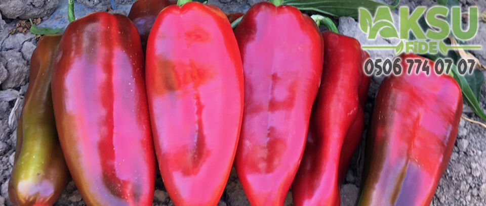 Nefer F1 Kapya Biber Fidesi