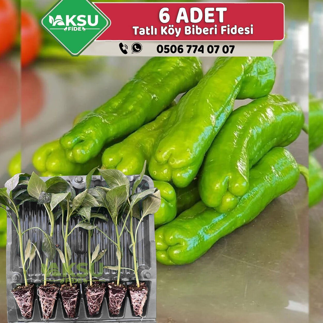 6 Adet Üç Burun Köy Biberi Fidesi