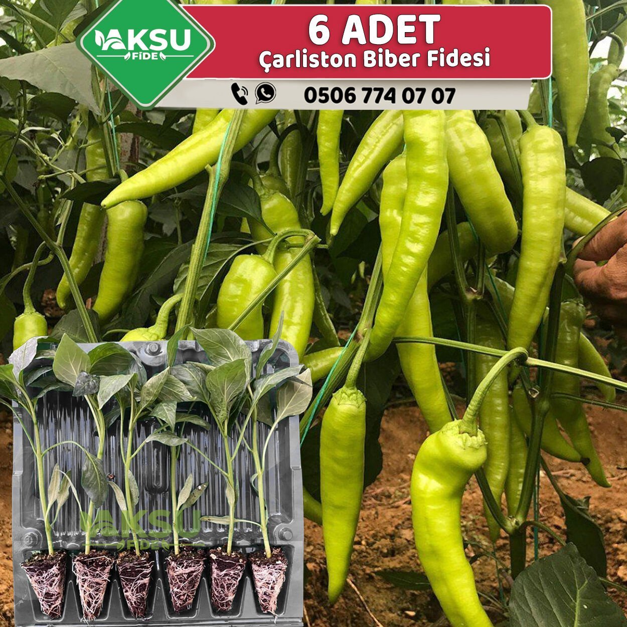 6 Adet Çarliston Biber Fidesi