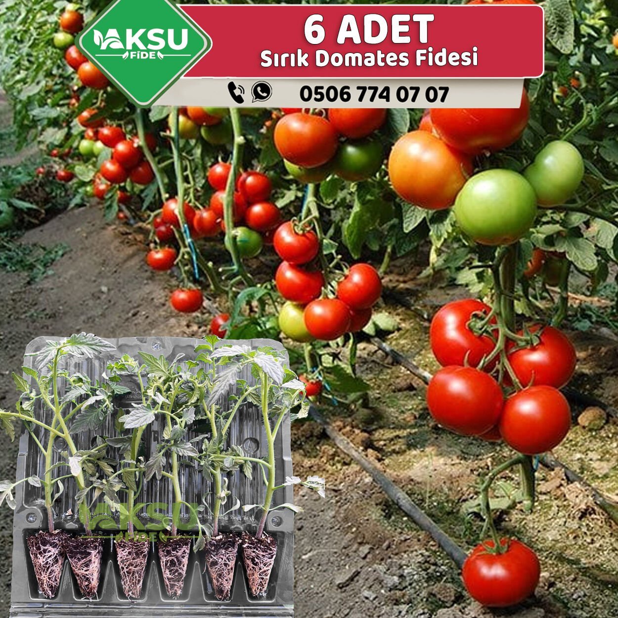 6 Adet Sırık Domates Fidesi