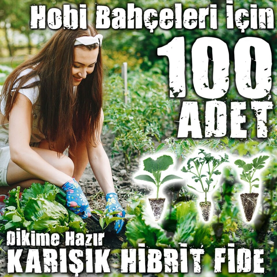 100 Adetli Karışık Hibrit Fide Seti