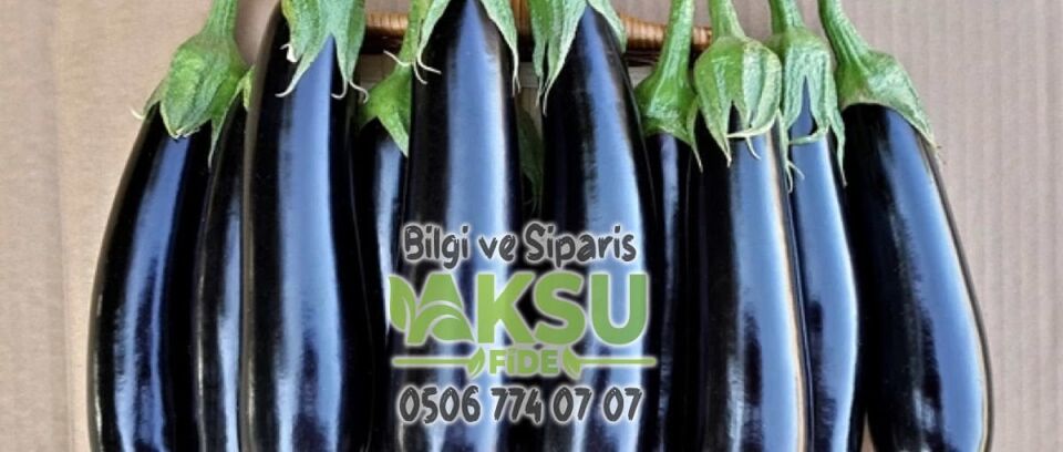 A117 F1 Patlıcan Fidesi