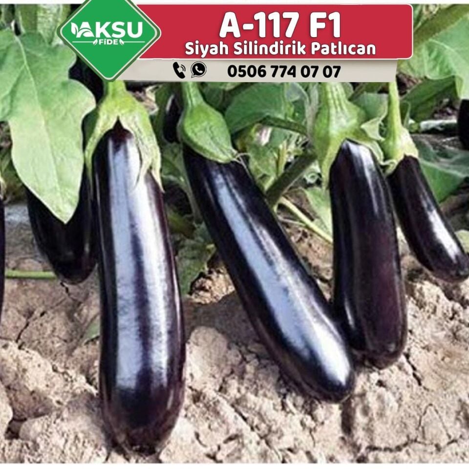 A117 F1 Patlıcan Fidesi