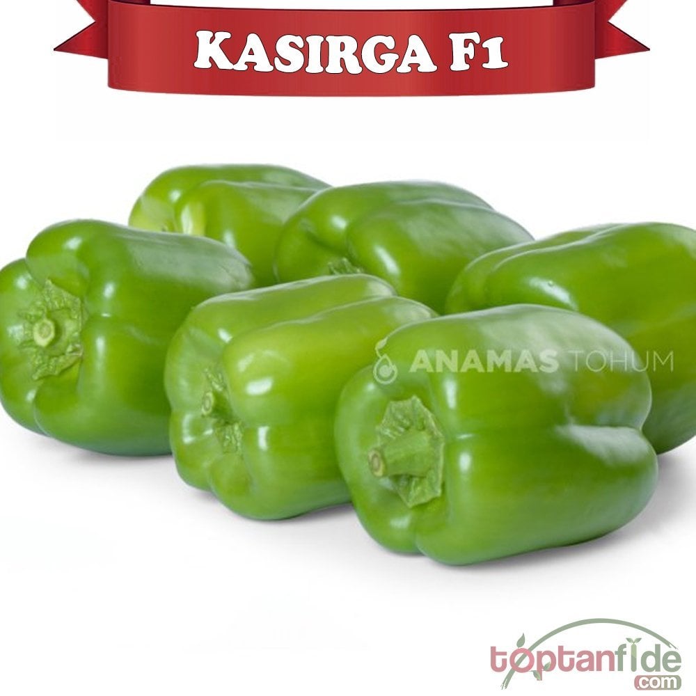 Kasırga F1 Dolma Biber Fidesi