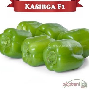 Kasırga F1 Dolma Biber Fidesi