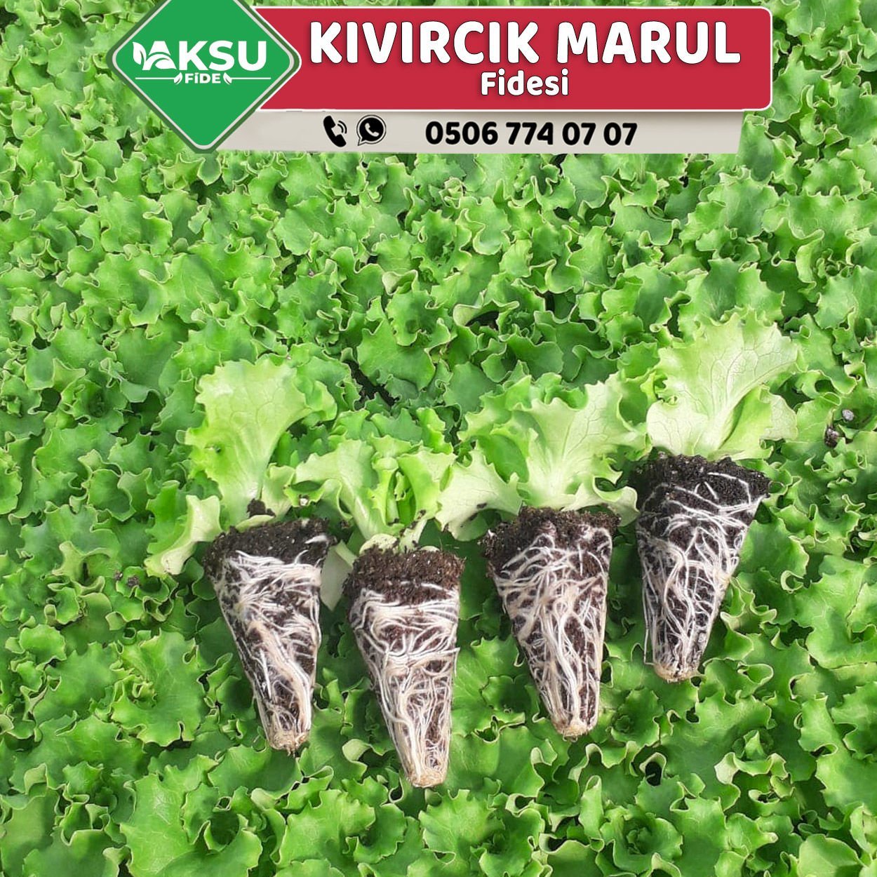 Kıvırcık Marul Fidesi