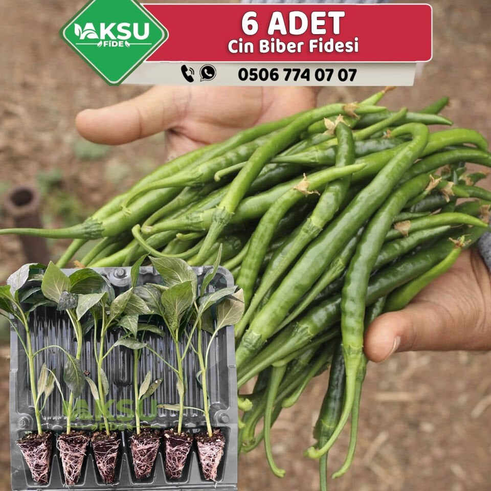 6 Adet Acı Cin Biber Fidesi