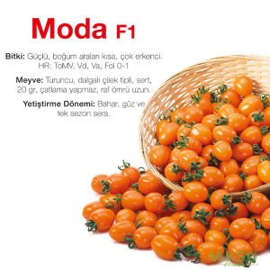 Moda F1 - Turuncu Kiraz Domates Tohumu