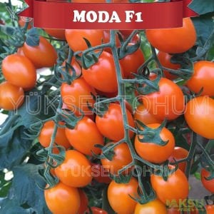 Moda F1 - Turuncu Kiraz Domates Tohumu