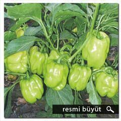 Aybala F1 Dolma Biber Fidesi