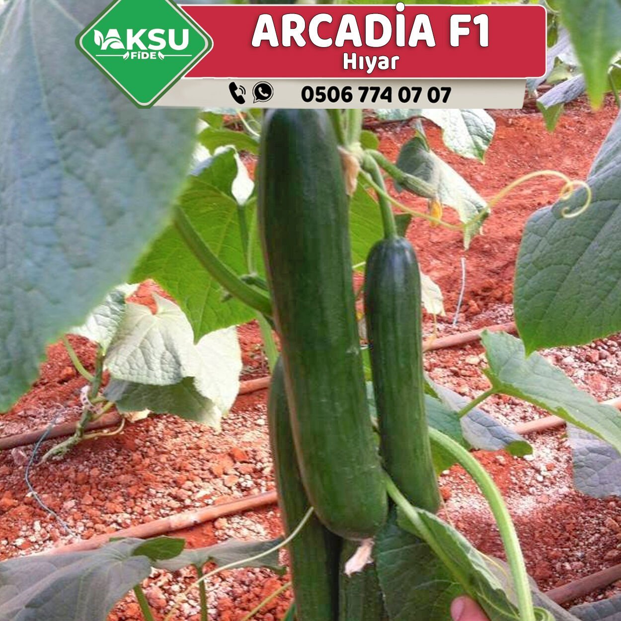 Arcadia F1 Multi Hıyar Fidesi