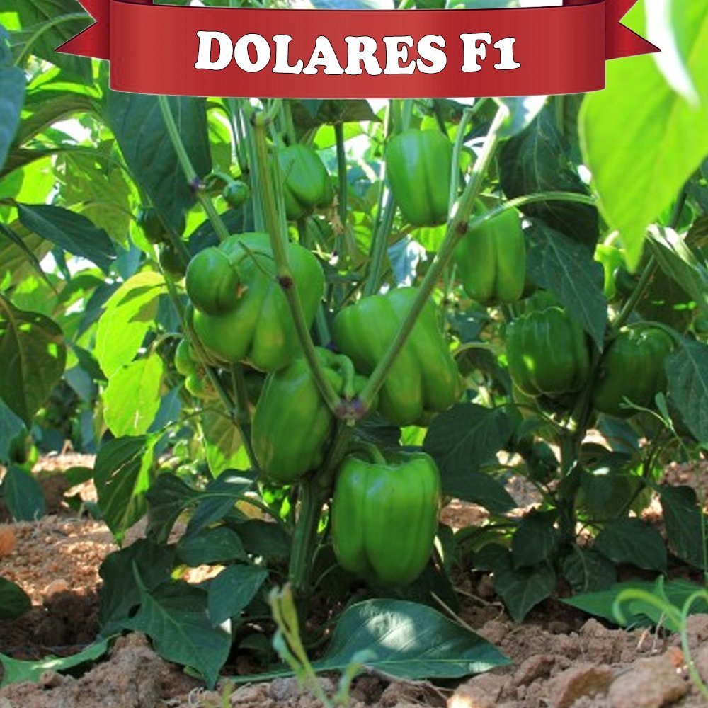 Dolares F1 Dolma Biber Fidesi