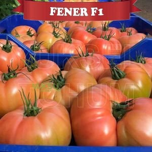 Fener F1 - Pembe Beef Domates Tohumu