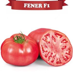 Fener F1 - Pembe Beef Domates Tohumu
