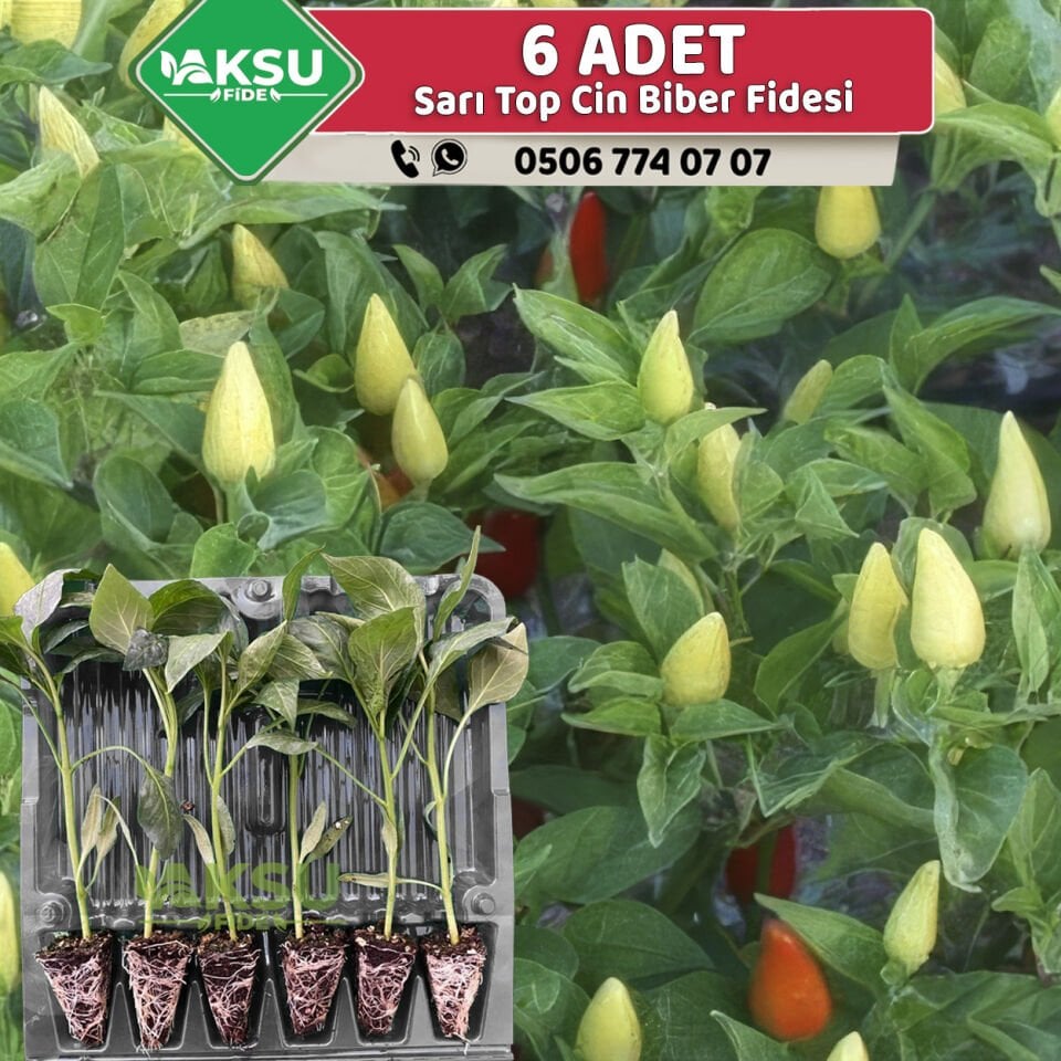 6 Adet Sarı Top Cin Biber Fidesi