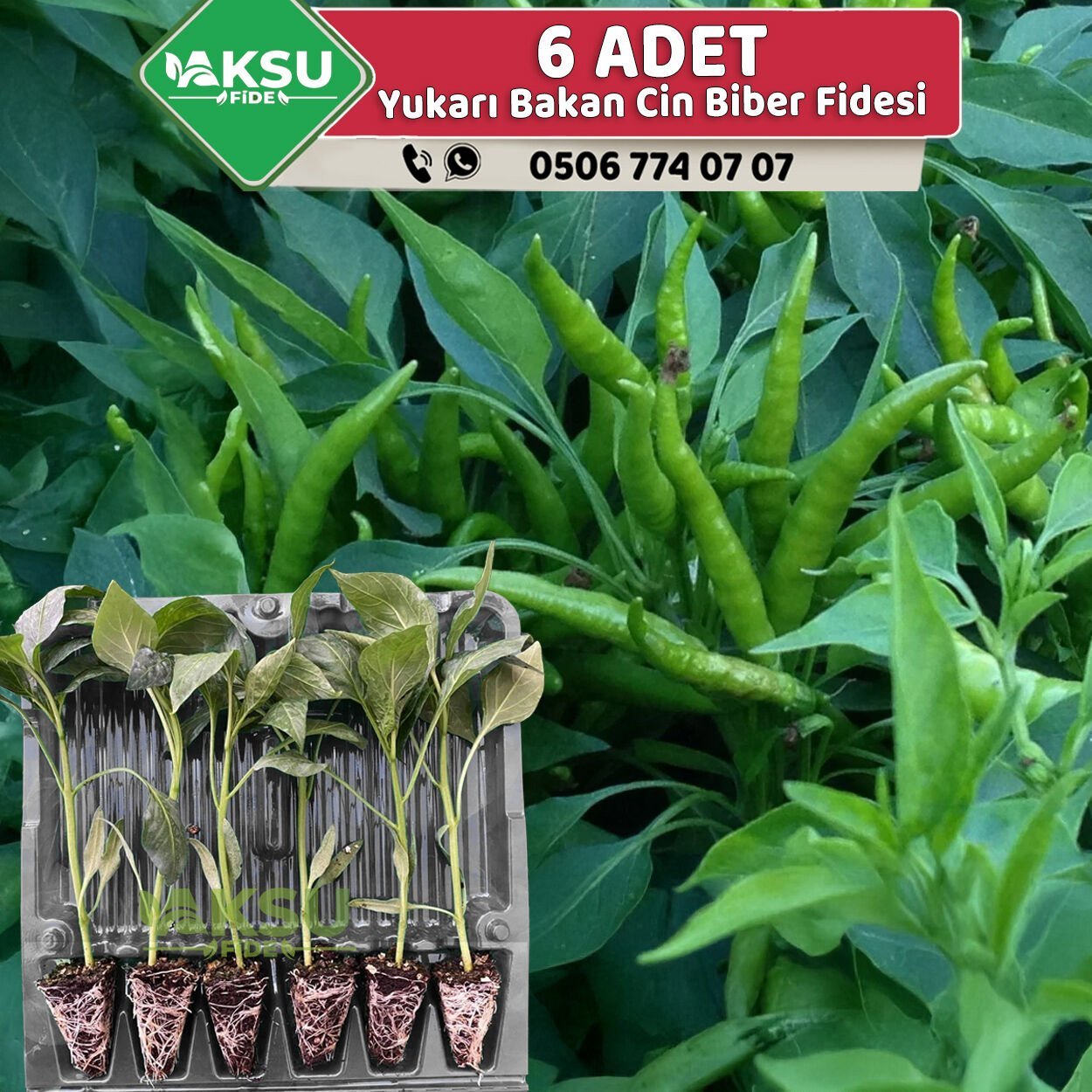 6 Adet Yukarı Bakan Cin Biber Fidesi