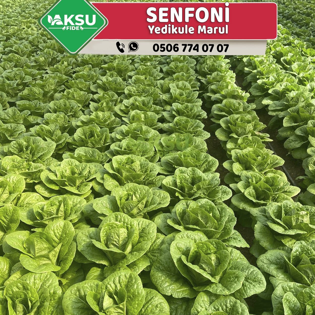 Senfoni Yedikule Marul Fidesi