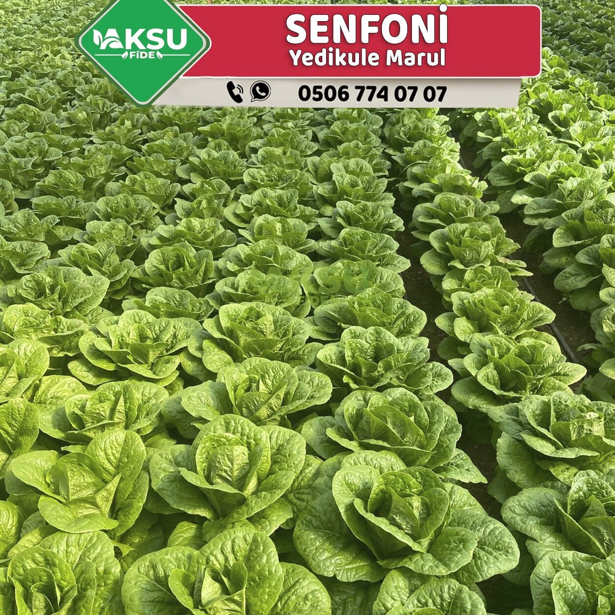 Senfoni Yedikule Marul Fidesi