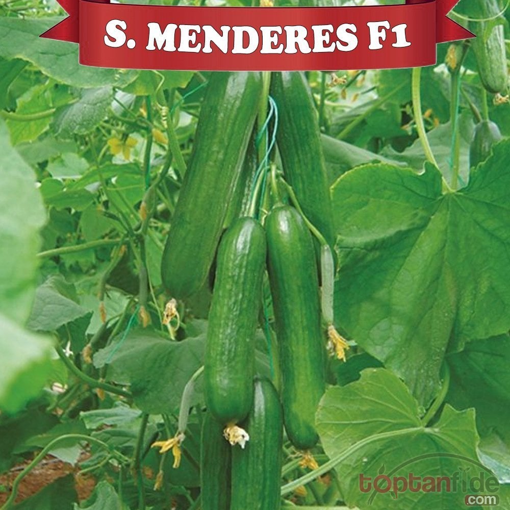 Şampiyon Menderes F1 Hıyar Fidesi