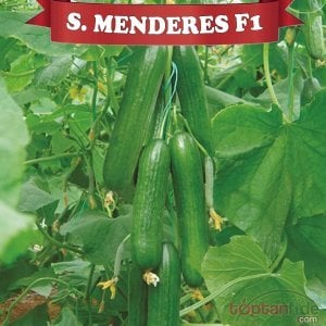 Şampiyon Menderes F1 Hıyar Fidesi