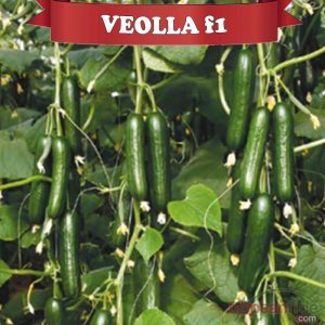 Veolla F1 Hıyar Fidesi