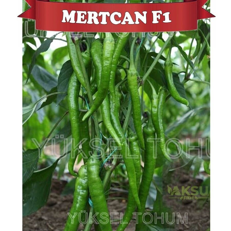 Mertcan F1 - Tatlı Kalın Sivri Biber Tohumu